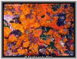 A beautifuls Astroides calycularis in the Mediterranean sea by Ferdinando Meli 